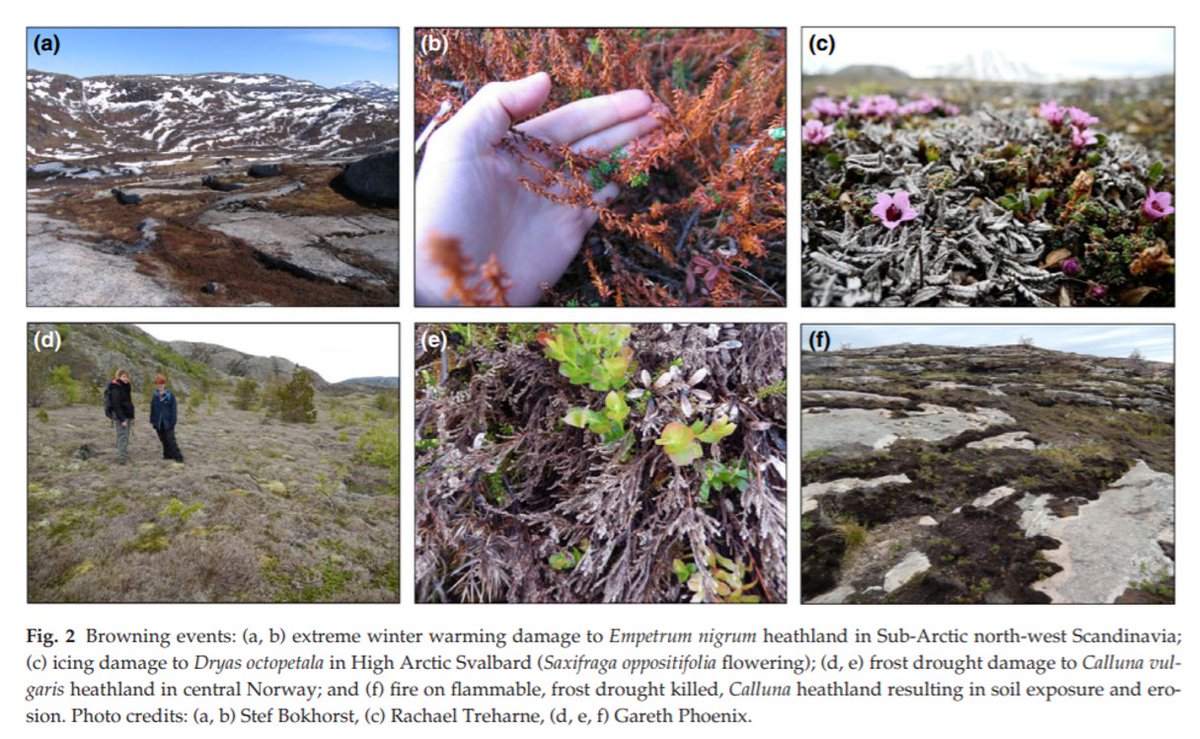 JasmineRoha's tweet photo. 1/4 #ACCEconf20 #ACCE_Geo For over half a century the Arctic has been greening 🟩. Trend climate change📈 boosted plant growth🌎. Now extreme events are causing plant death 🍂🥀and driving arctic browning 🟫 #climatechange https://t.co/rngz7QjFXm