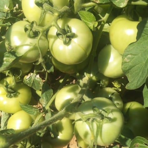 Charterseedsofficial on X: Tomato Star 9009 Aka Chamboko chewaya at Mr  Muzite's farm in Chipinge and planted 3000 plants . Star 9009 performs well  in rain season,yield potential 120-140 tonnes per ha