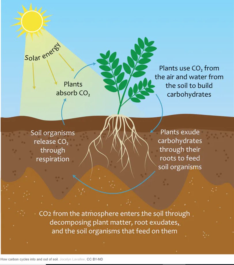 JasmineRoha's tweet photo. 2/4 #ACCEconf20 #ACCE_Geo Sudden plant death stops 🚫 the plant uptake of CO2🌿, and the transfer of C to the soil through roots. How does this effect carbon cycling🔁 in Arctic soils? Could undecomposed arctic soil carbon be at risk of release?😬⚠️ https://t.co/iFf1fZ9j22