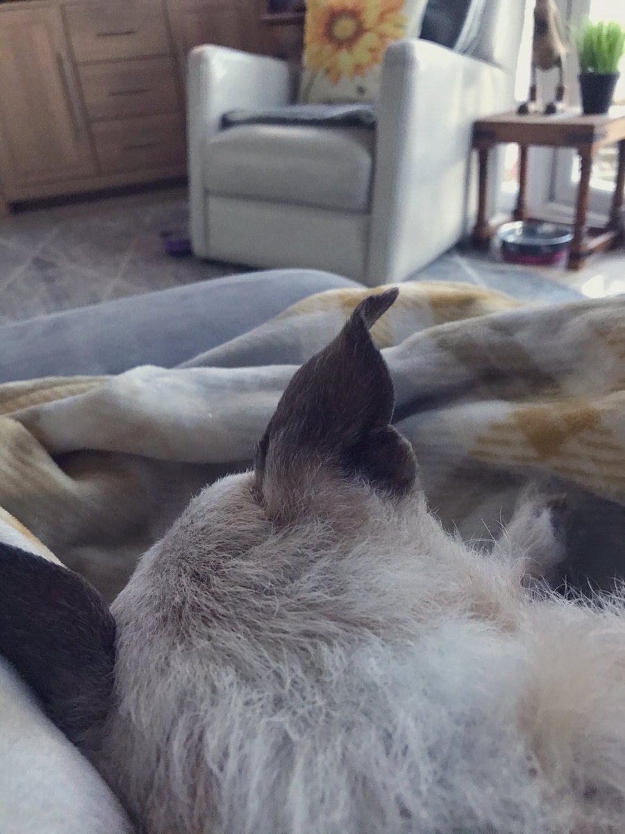 PussPussTopCat's tweet photo. Radar Ear is back in action #RadarEar https://t.co/3J3qCaW0C4