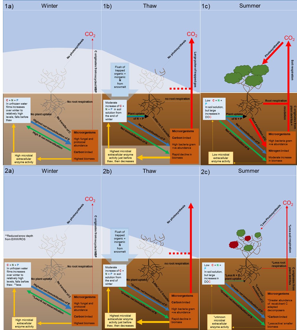 JasmineRoha's tweet photo. 4/4 #ACCEconf20 #ACCE_Geo 1⃣ without labile plant carbon microbes could switch to eating recalcitrant soil carbon. 2⃣ no plant competition could mean more N + P for microbes🦠 3⃣New soil conditions ➡️ new microbial community structure🍄🦠 4⃣ reduced soil respiration https://t.co/qQ4K4XvOxj