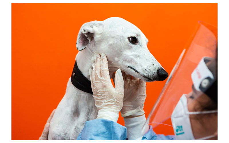 ZampottaMag's tweet photo. Cani e gatti in "zona rossa" e in "zona gialla": dagli esperti di Ca' Zampa i consigli per la cura dei pet in tempo di Covid - Zampotta

Scopri di più qui: https://t.co/Wj5elG7xnM https://t.co/RIjDXBeQqp