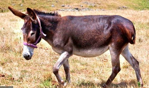 johnjinesh's tweet image. @SamsungIndia, @SamsungMobile 

Its me after ordering a new samsung s20+ phone via samsung.com/in. Product is in package state for more than 15 days and i am still as below. A donkey dung is inevitable as it seems....🙂