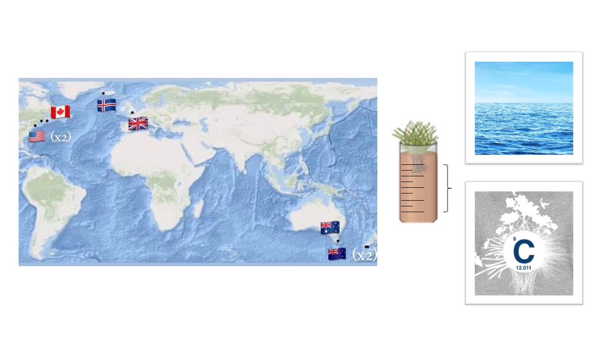 ocean_luce's tweet photo. To test this hypothesis, we are comparing detailed sea level reconstructions to high-resolution carbon accumulation rates using sediment cores collected from salt marsh sites around the world. As SLR varies geographically, a global perspective is key! [3/4] #ACCEConf20 #ACCE_Geo https://t.co/Lxr4mnQaC5