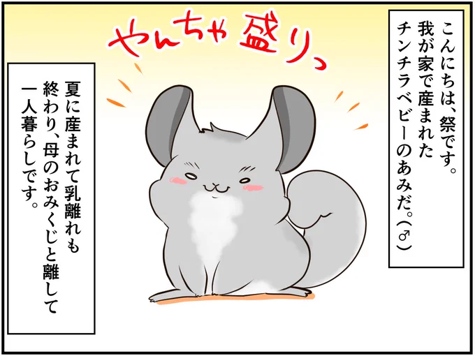 そしてチンチライフも更新されてます?やんちゃなあみだ、今回も大暴れ?続きはURL? チンチラ#chinchilla#漫画が読めるハッシュタグ#エッセイ漫画 