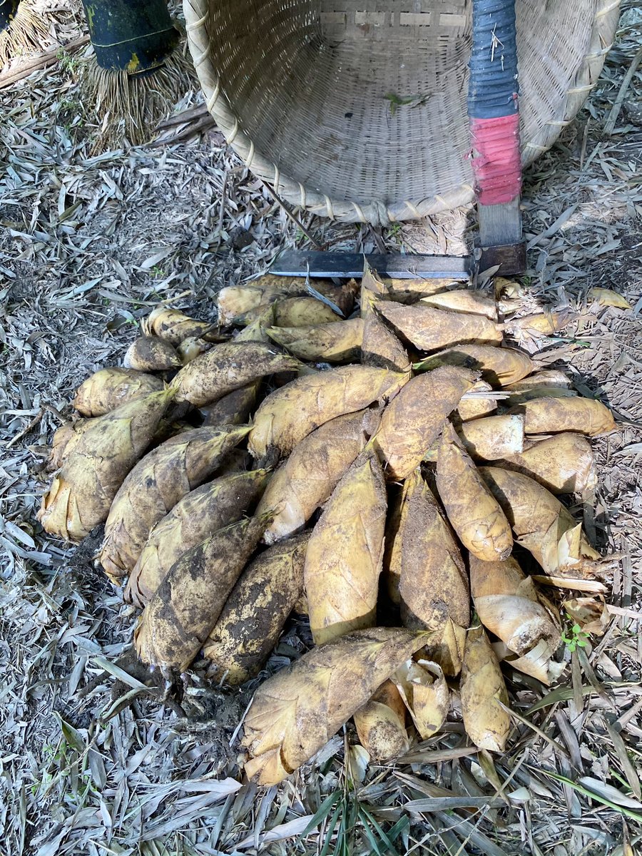 kimizukaFARM's tweet photo. いよいよ本日から今期の筍掘りがスタート❗️

小春日和のなか、イノシシのごとく鼻をブヒブヒ鳴らして竹林中を探しまわりました。

すると！あちこちに地面を持ち上げている筍を発見✨
まだ11月というのに…
なんだか季節を勘違いしそうですね😅 https://t.co/WoHh836Ue0