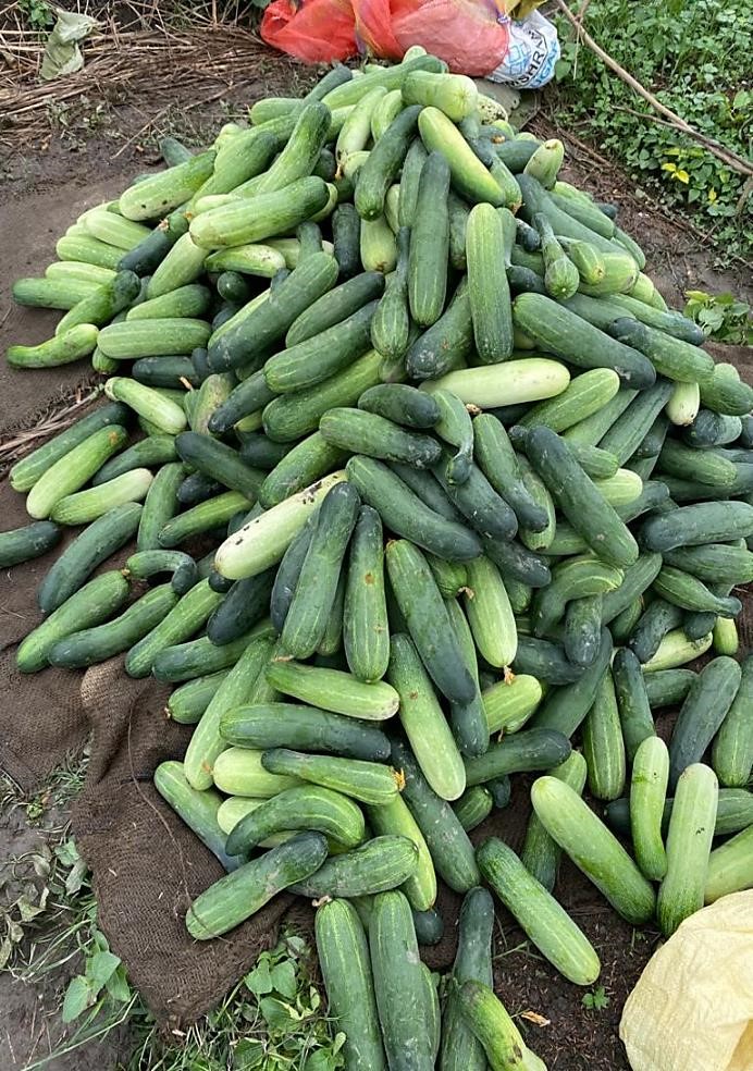 Youths adopt cultivation of Cucumber variety - Alamgir-180 during COVID-19 Lockdown.
More details: icar.org.in/node/14848
#Aatmanirbharkrishi  #ICAR  #COVID19