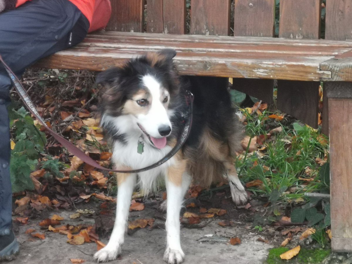CandyBench's tweet image. Half way out because my ball rolled away at the top of Wittenham Clumps
