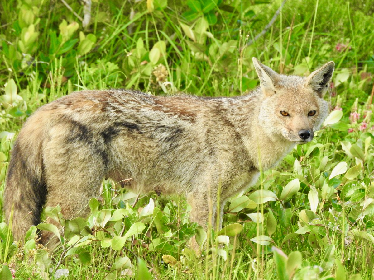 Makakatana's tweet photo. Side Stripped Jackal at Makakatana.
'Wit Kwas Jakkals' in Afrikaans!
Photo L Morrison
iSimangaliso #AfricanSafariCollective #SideStripedJackal #WithPurpose #BePartOfNature #Conservation #SafariSA #LuxuryLodges #StLuciaAccommodation #LakeStLucia https://t.co/KbfOqaJ7nP