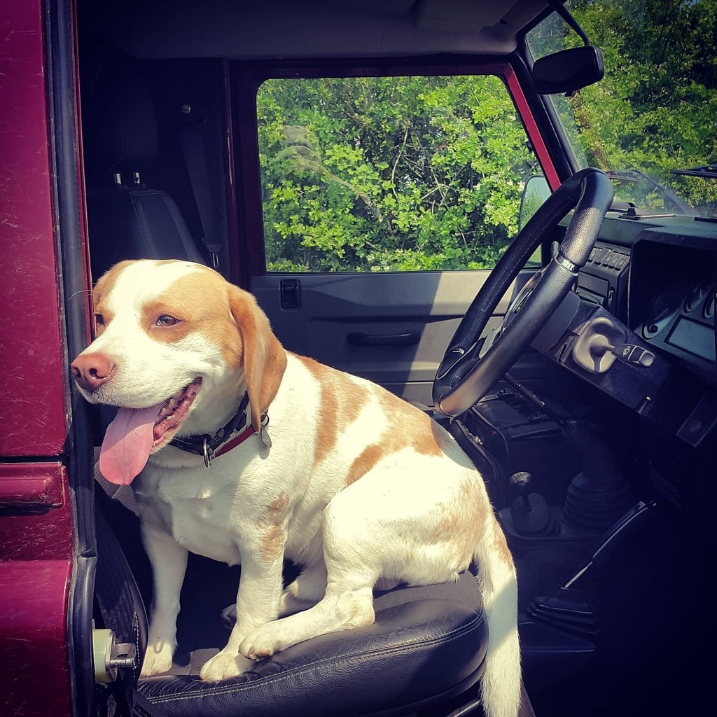 DEFENDERist's tweet photo. It's an old one but I'll just leave this here for the next @landrover_uk #landroverdogs post! #defenderdogs @defender_dogs #defender #defender90 #landrover #beaglesofinstagram #beagle #beagleben https://t.co/hAxCnGkA17