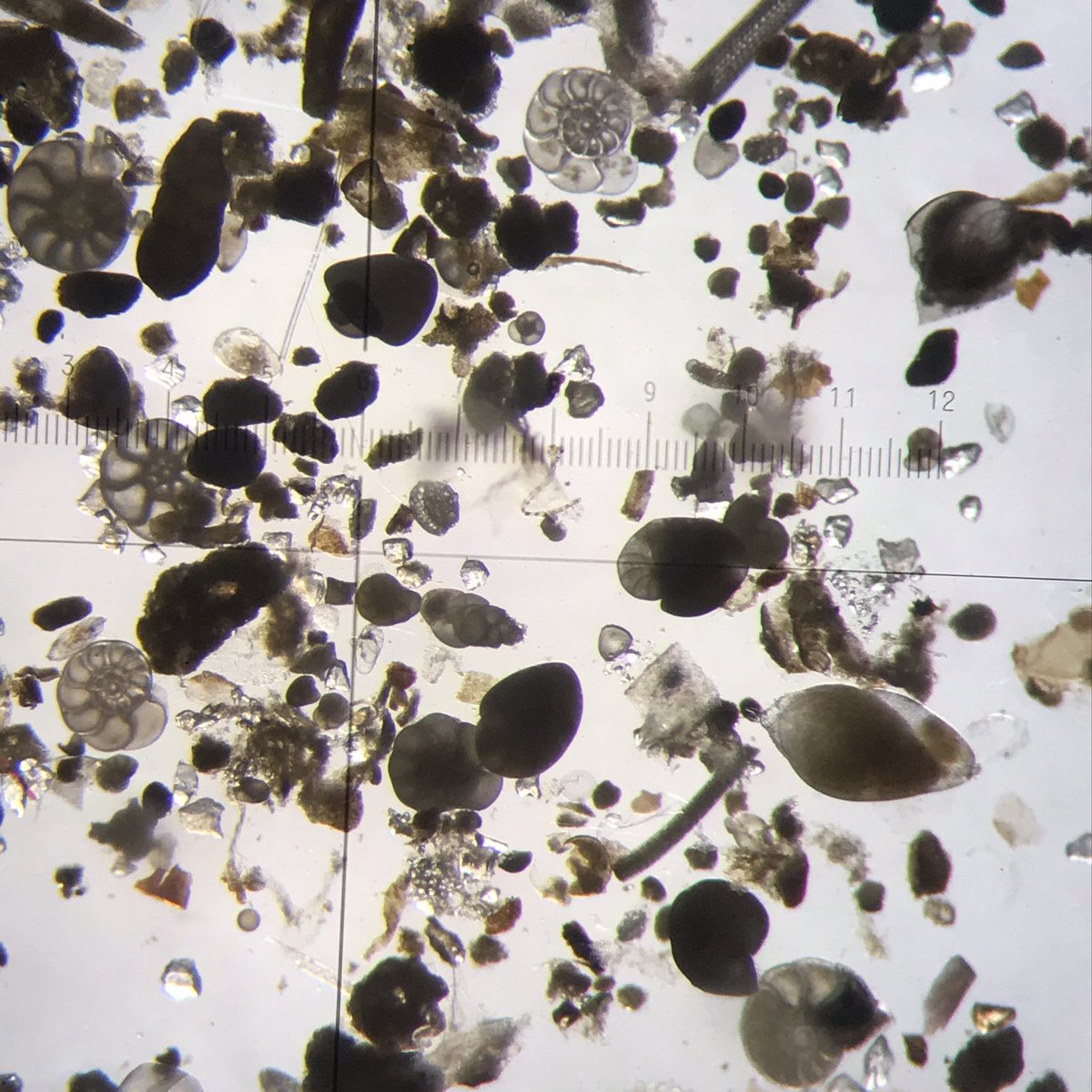 And lots of Foraminifera that I am screening for #nematode parasites.