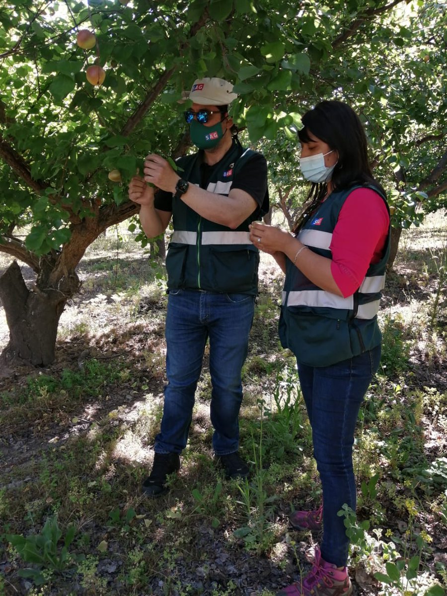 sagchile's tweet photo. Funcionarias de @sagchile #Choapa, junto al Director Regional del #SAG #Coquimbo, @jorgenavarroc, realizan prospección en damascos para descartar presencia de Plum Pox Virus en el sector de #Barracos comuna de #Salamanca https://t.co/VzbZEXf6lv