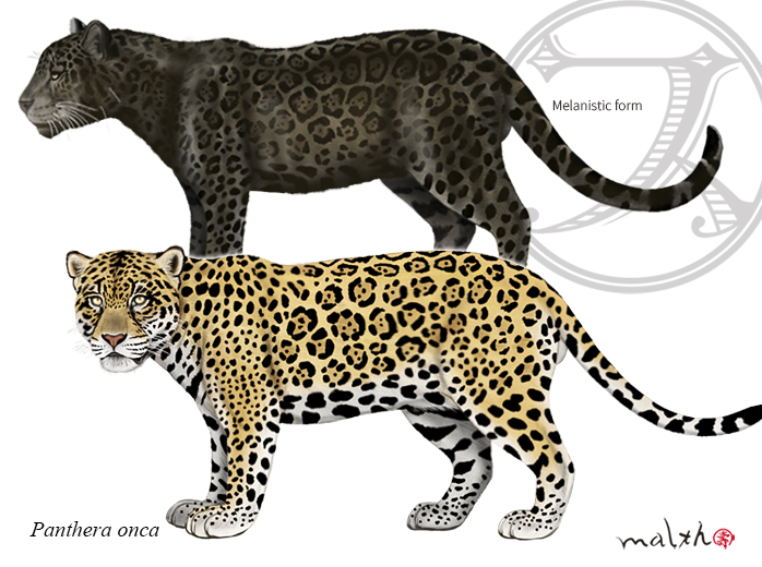 Malth マルス ネコ科 Felidae ヒョウ属 Panthera ジャガー Jaguar Panthera Onca 北米南部 中南米に生息する 黒化個体もみられる 野生動物 動物マニア 博物画 動物イラスト デジタルペイント ネコ科 ジャガー クロ ジャガー 動物図鑑 プロ