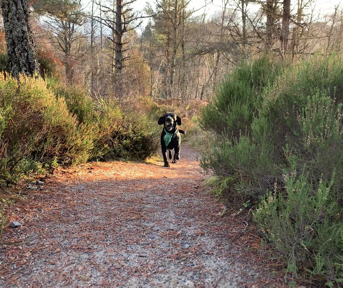 Nice morning wander with Mrs and the doggo 🐶 #stunningscotland #scottishhighlands #glenaffric #dogfalls