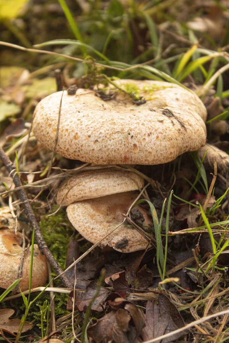 WWTWashington's tweet photo. We love fungi - not just for their weird &amp; wonderful names, but also their unique colouring, shapes &amp; sizes. 

Our team have recently done a survey &amp; there have been some fantastic highlights incl jelly babies, parrot waxcap &amp; poison pipe!

Full results 👉https://t.co/8moToDOy8f https://t.co/nXsNT74VFP