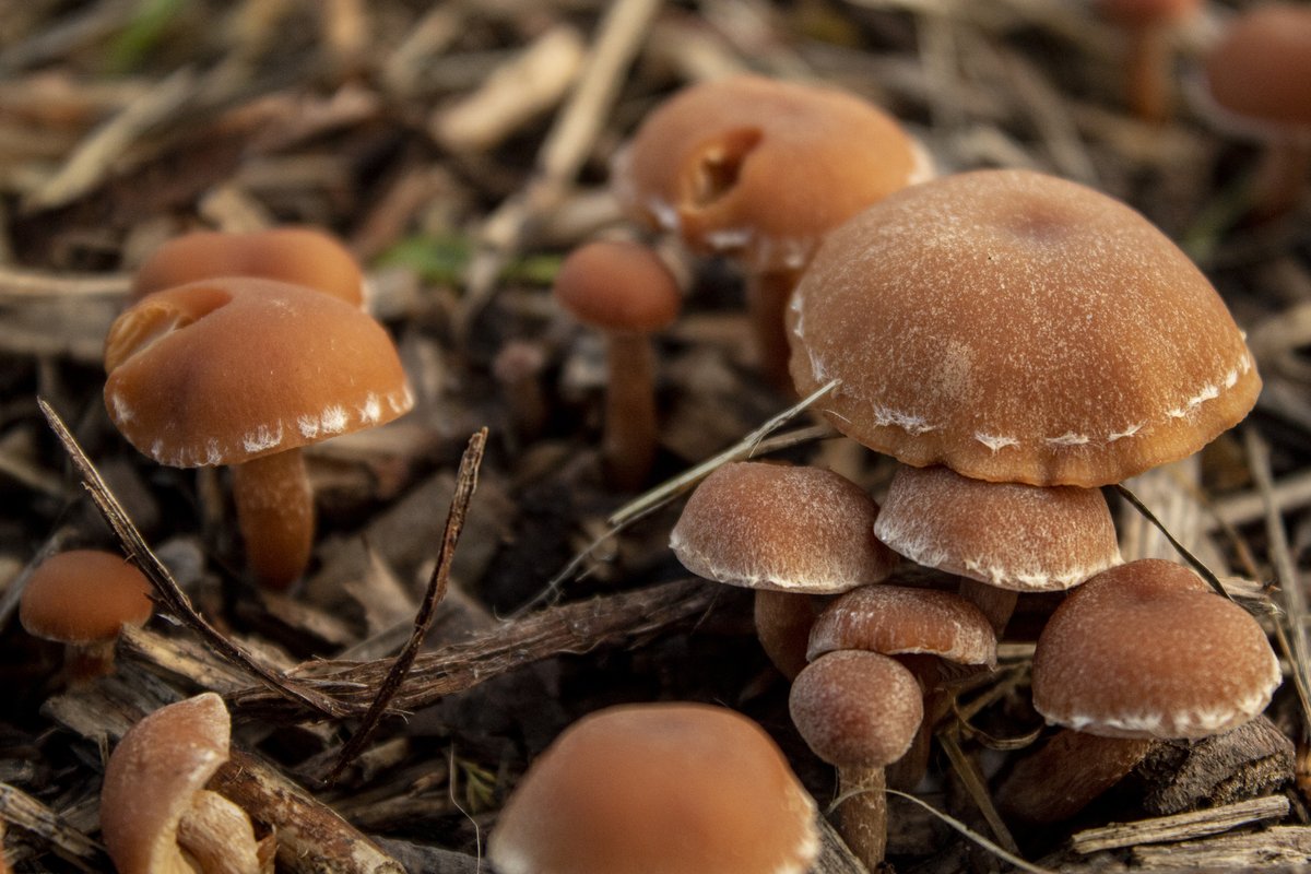 WWTWashington's tweet photo. We love fungi - not just for their weird &amp; wonderful names, but also their unique colouring, shapes &amp; sizes. 

Our team have recently done a survey &amp; there have been some fantastic highlights incl jelly babies, parrot waxcap &amp; poison pipe!

Full results 👉https://t.co/8moToDOy8f https://t.co/nXsNT74VFP