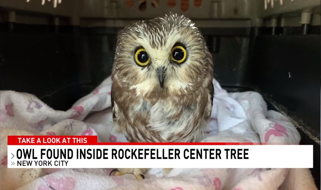 PeteWeatherBeat's tweet photo. Look what was found inside the Rockefeller Center Christmas Tree from Oneonta! 👀🦉🎄😮

This TINY owl is actually an adult male Saw-whet, the smallest variety of owl in the Northeast

He hadn’t eaten or drunk in days, but began to recover after getting fluids and food. ❤️ https://t.co/mhaRPbblpt