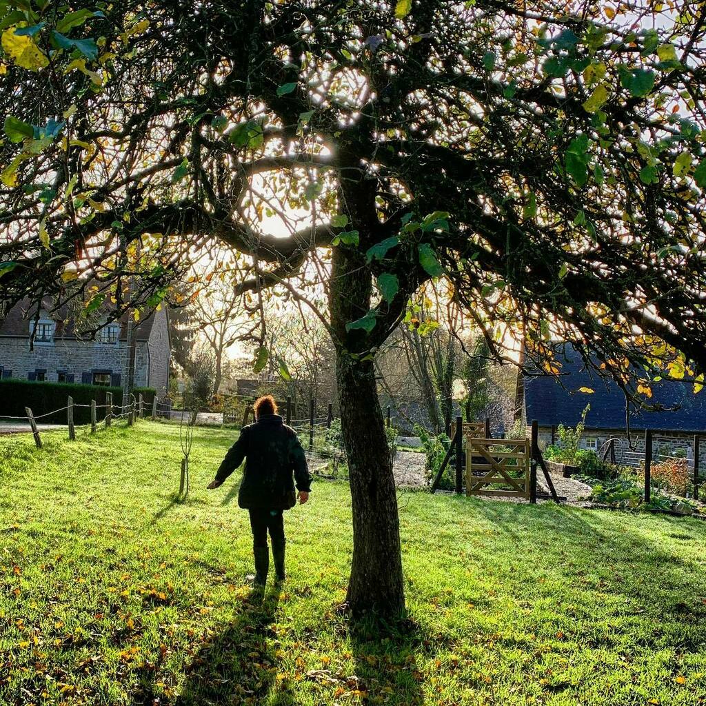 Farm girl under the apple tree. #green #tree #grass #sunny #girl #silhouette #normandie #16thcenturyhouse #babezer #appletree #morningsun https://t.co/1D1BSXyCKr https://t.co/tz0XoN2QNw