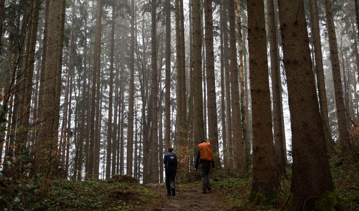 LI_Travel's tweet image. Auch bei trübem Herbstwetter lohnt sich ein kleiner Spaziergang. Wir haben für euch unsere Top-5 Spaziergänge im Tal zusammengestellt. fcld.ly/4fo65ja 🌧💚🌧 #princelymoments #fallingforfall