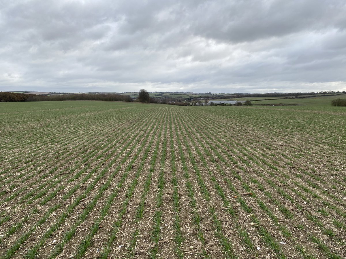farmerThomo's tweet photo. Day two could retire these new wellies @farmerswives bought me, second wheat, 4th crop in 12m CTF drilled mid Oct, with 230mm of rain in the mix.! #farm #CTF #itwillneverwork #directclub 💦👢 https://t.co/uHOD9fhkMk