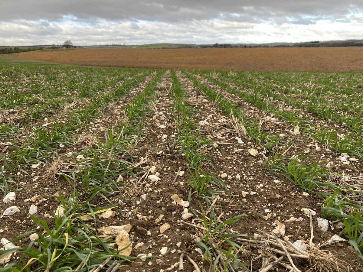 farmerThomo's tweet photo. Day two could retire these new wellies @farmerswives bought me, second wheat, 4th crop in 12m CTF drilled mid Oct, with 230mm of rain in the mix.! #farm #CTF #itwillneverwork #directclub 💦👢 https://t.co/uHOD9fhkMk