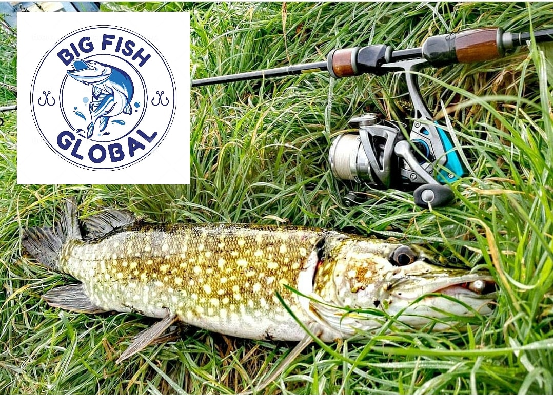 BigFishGlobal1's tweet photo. π΅π± Polish Pike π
#pike #poland #lurefishing #deadbaiting #jigfishing #spinning #rod #reel #fishoftheday #fishingpic #anglingdirect #shimano #daiwa #shakespeare https://t.co/A9PCjxZhZv