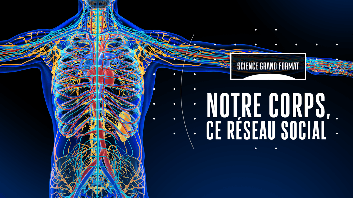 FranceTVNature's tweet photo. Plus la science avance, plus on découvre que nos organes entretiennent une communication constante les uns avec les autres.

Voyagez au cœur des conversations secrètes à l’intérieur de votre corps dans « Notre corps, ce réseau social » sur @francetv ►https://t.co/FnxTRuhU4m https://t.co/5lWDJ0rMsp