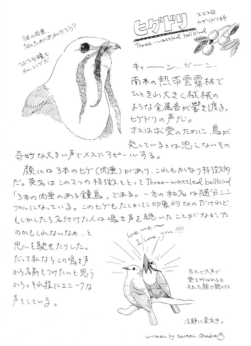 asako_bird's tweet photo. ヒゲドリ
機械のようなとても大きい鳴き声と3本の肉垂が特徴的な南米の鳥。

#threewattledbellbird #bird #illustration https://t.co/JPbiMdapKt