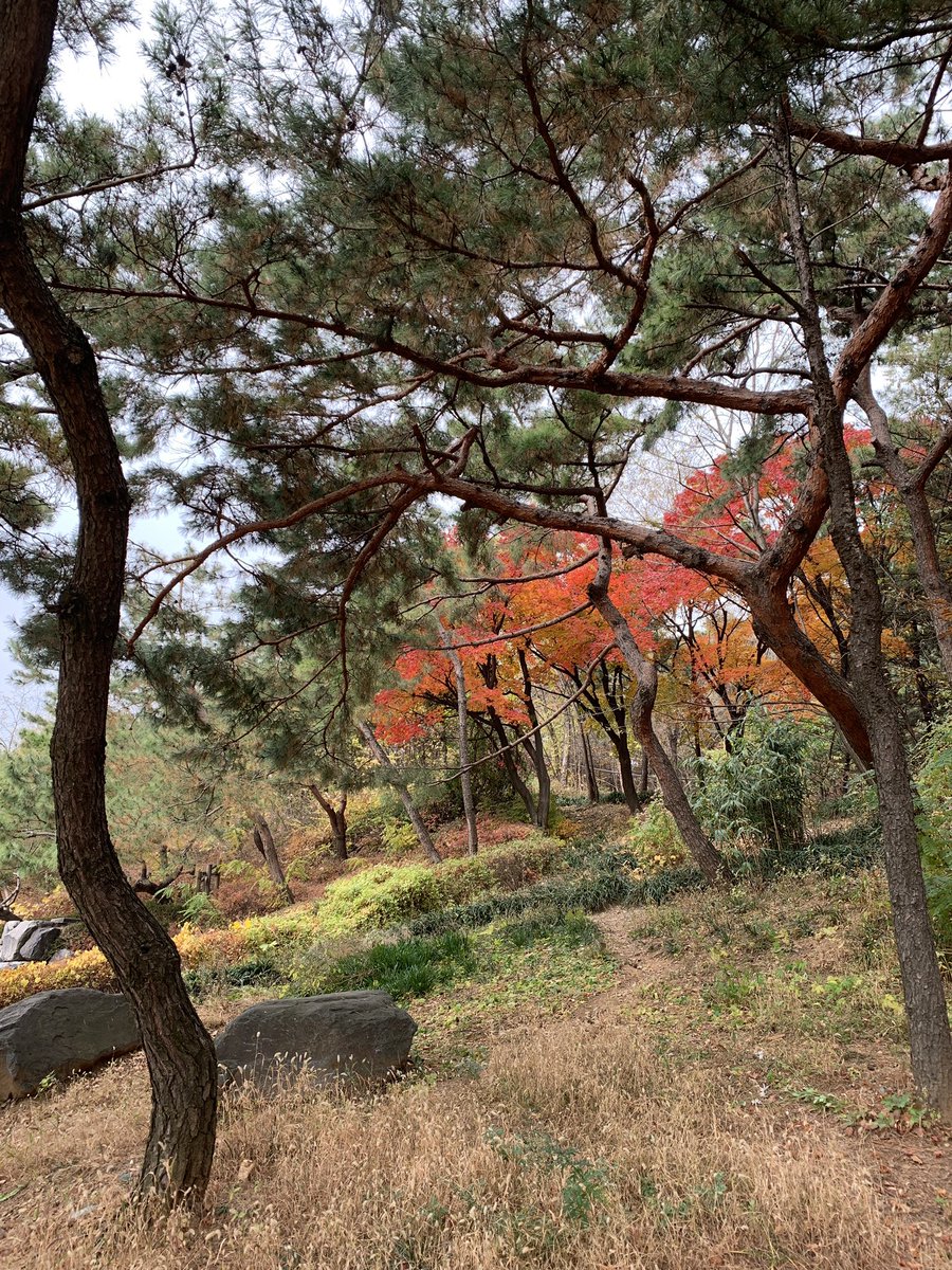 harrry_bear's tweet photo. 오늘의 힐링 포인트들. 단풍 든 동네 근린 공원, 물 먹는 고양이, 깨끗하게 소독한 책과 함께 귀가하기 https://t.co/F00rI0yvph