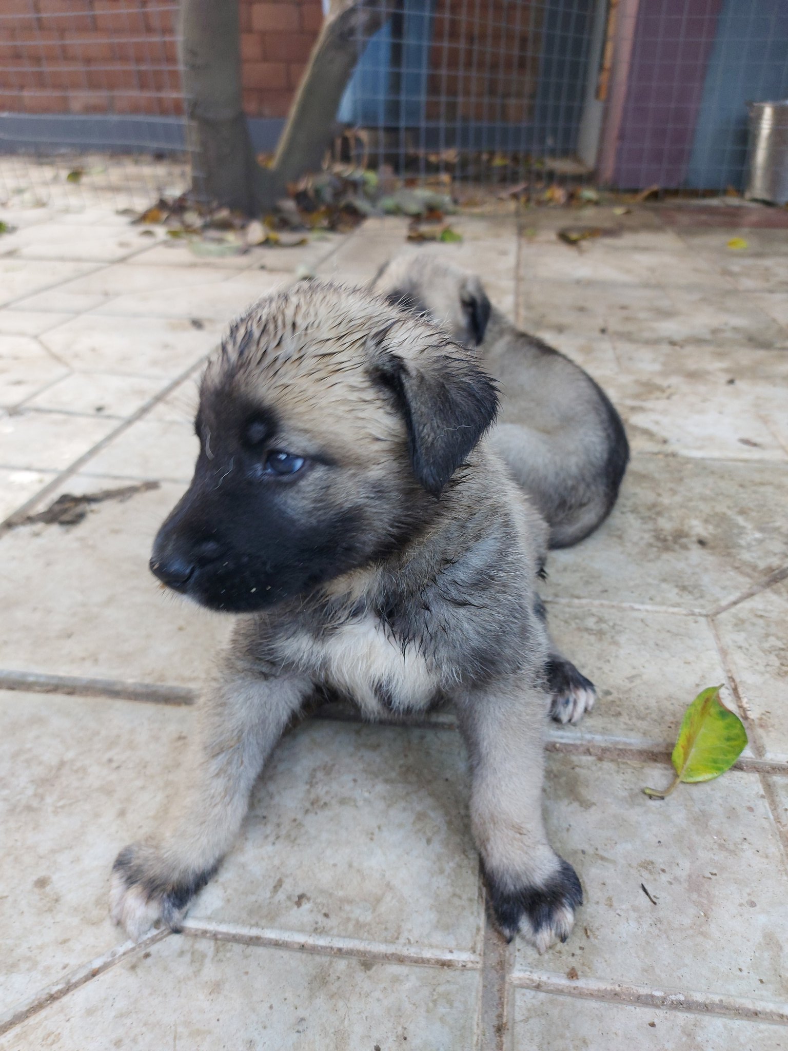 Kangal hotsell shepherd puppy