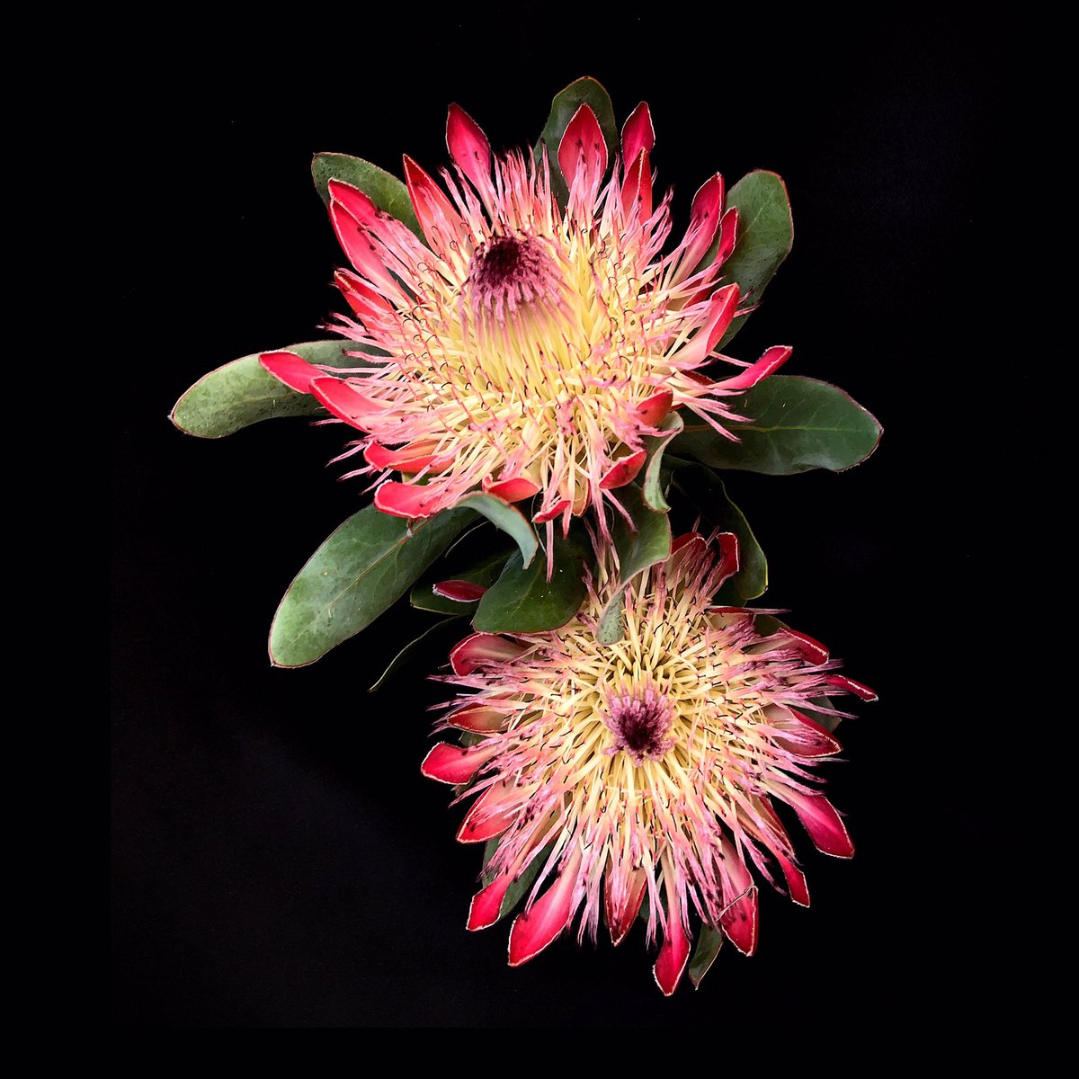 草木のこと على تويتر Protea Obtusifolia プロテア オブツシフォリア 南アフリカ ケープ州原産のヤマモガシ科 存在感半端ない花は花ではなく 苞葉 葉の変化したもので そのカップの中にあるモノが花 切り花としての鑑賞期間が長いことでも知られる T