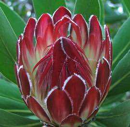 草木のこと Protea Obtusifolia プロテア オブツシフォリア 南アフリカ ケープ州原産のヤマモガシ科 存在感半端ない花は花ではなく 苞葉 葉の変化したもので そのカップの中にあるモノが花 切り花としての鑑賞期間が長いことでも知られる