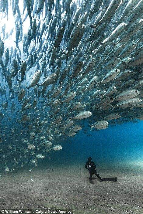 #深海 #魚影 #魚の群れ #underwater #deepsea #SchoolOfFish #AmazingNature