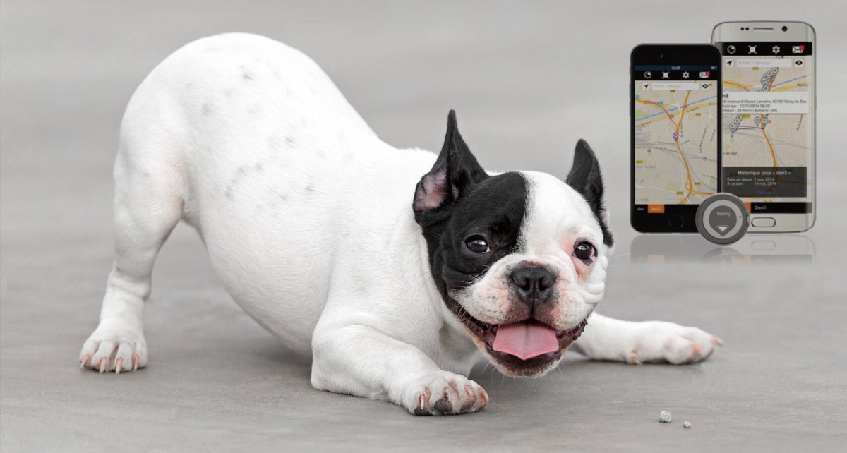 trackimoplus's tweet photo. Trackimo mini can use advanced technology to locate your pet anywhere indoors and out. With Trackimo, you can put your mind at ease, knowing that no matter where you or your pet are, you will always be able to find each other with ease. #trackimo #petlocator #gpsforpets #dogs https://t.co/HGwsyuyiLE