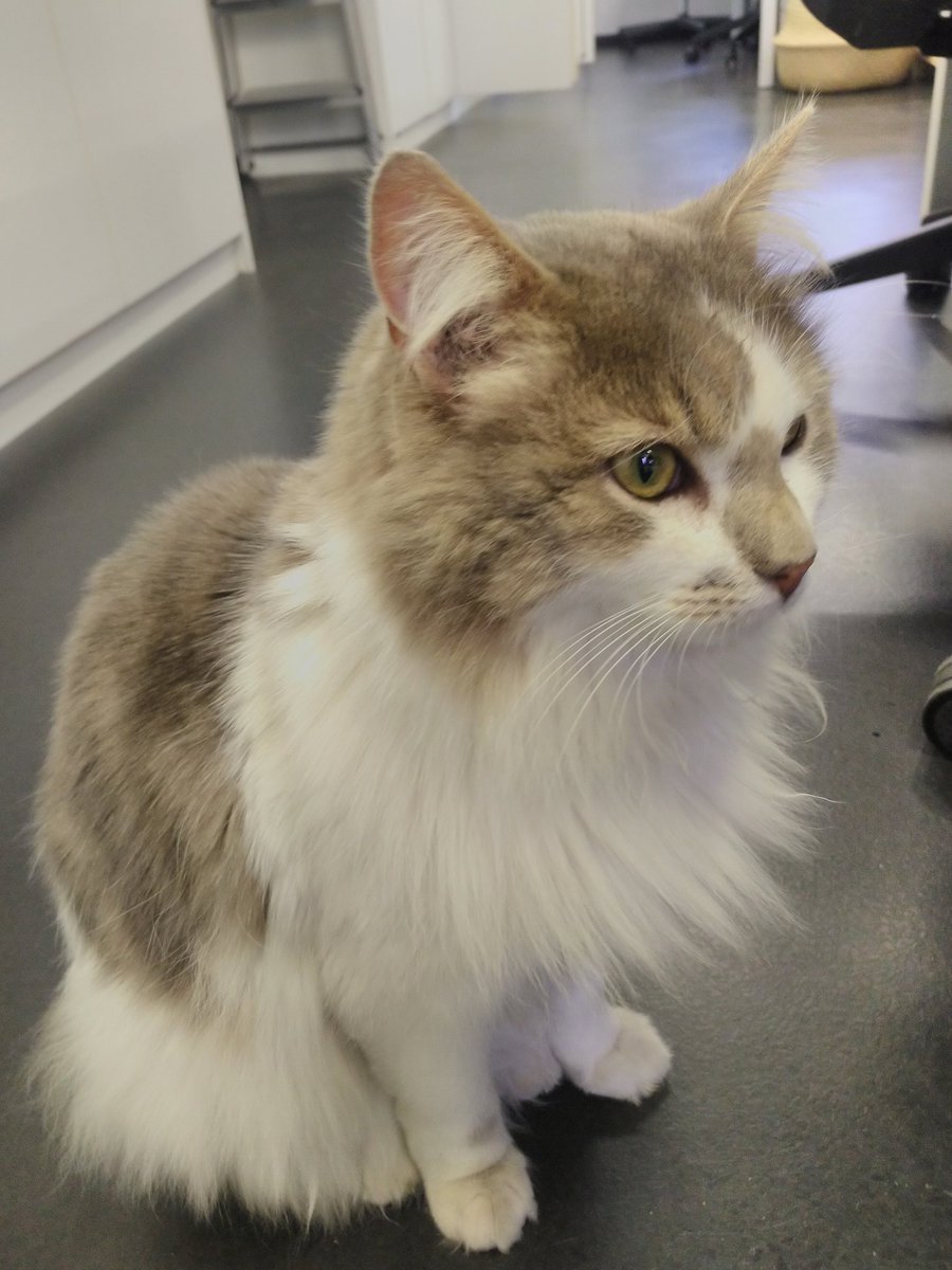 42born2code's tweet photo. Des nouvelles de notre étudiant le plus assidu. Il va bien, merci. Il est à la recherche de correcteurs pour ft_catseyes. Dispo sur Discord et Slack. Possibilité de visio. #peertocat https://t.co/YiPNX4LQj9