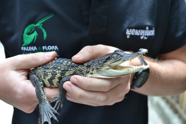 Nouvelles naturalistes en temps de  #reconfinement (8)Dix jeunes  #crocodiles du Siam ont été observés au Cambodge : une bonne nouvelle pour l'espèce que l'on pensait "éteinte à l'état sauvage" jusqu'en 2000   http://discoverwildlife.com/news/baby-siamese-crocodiles-cambodia/  #ThrowbackThursday  #ConservationOptimism