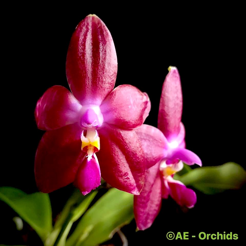 orchid_bro71's tweet photo. Phal. Princess Kaiulani f. 'Nicole'
Cross of #phal #violacea x #amboinensis
#fragrant #fragrance #fragrantorchid #scent #flavor #orchid #orchids #phalaenopsis #primärhybride #primäre #hybrid #primaryhybrid #primary #bloom #flower #color #red #redismycolor #orchideenzentrum https://t.co/C0d4qVXyvH