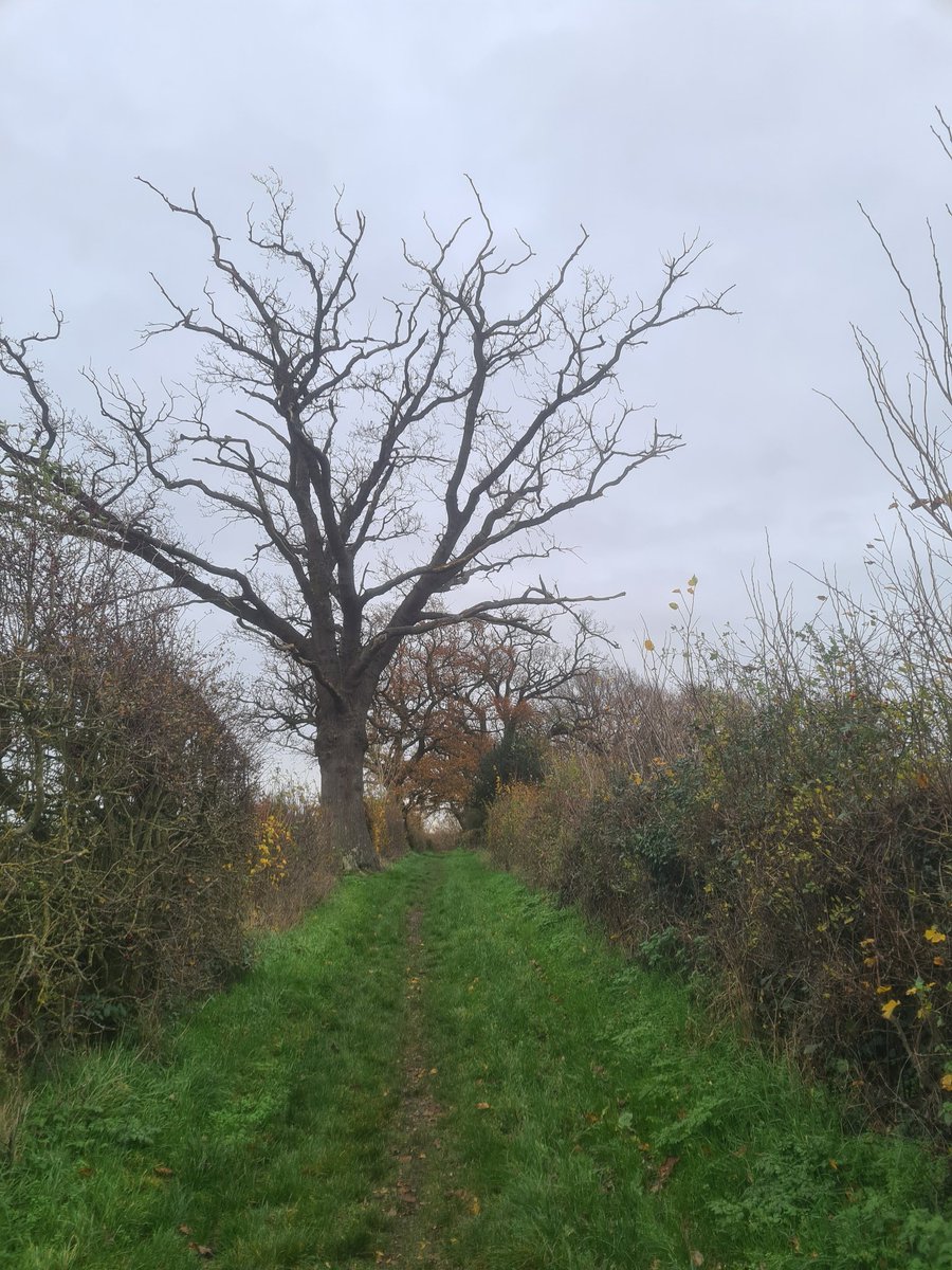 AureliaMoreaux's tweet photo. So this is how I have kept sane (and fit) in #lockdown 2.0 during my maternity leave: walking the beautiful @Essex_CC footpaths around where I live and finding out about new ones every week! 
Fresh air and mud are good for the mind 🧠#mentalhealth #lockdownmum https://t.co/7kHjH9qJvz