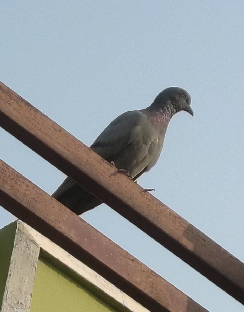 KushagraMalik11's tweet photo. I had had been on my roof every day during ing winters but today I looked up and saw a Pigeon sat on the balustrade and seems to be confuse and suddenly a cracker burn he looked at the left and fly away...
#BirdsInBlue 
#birdphotography 
#birdwatching https://t.co/4QsiKVoZLX