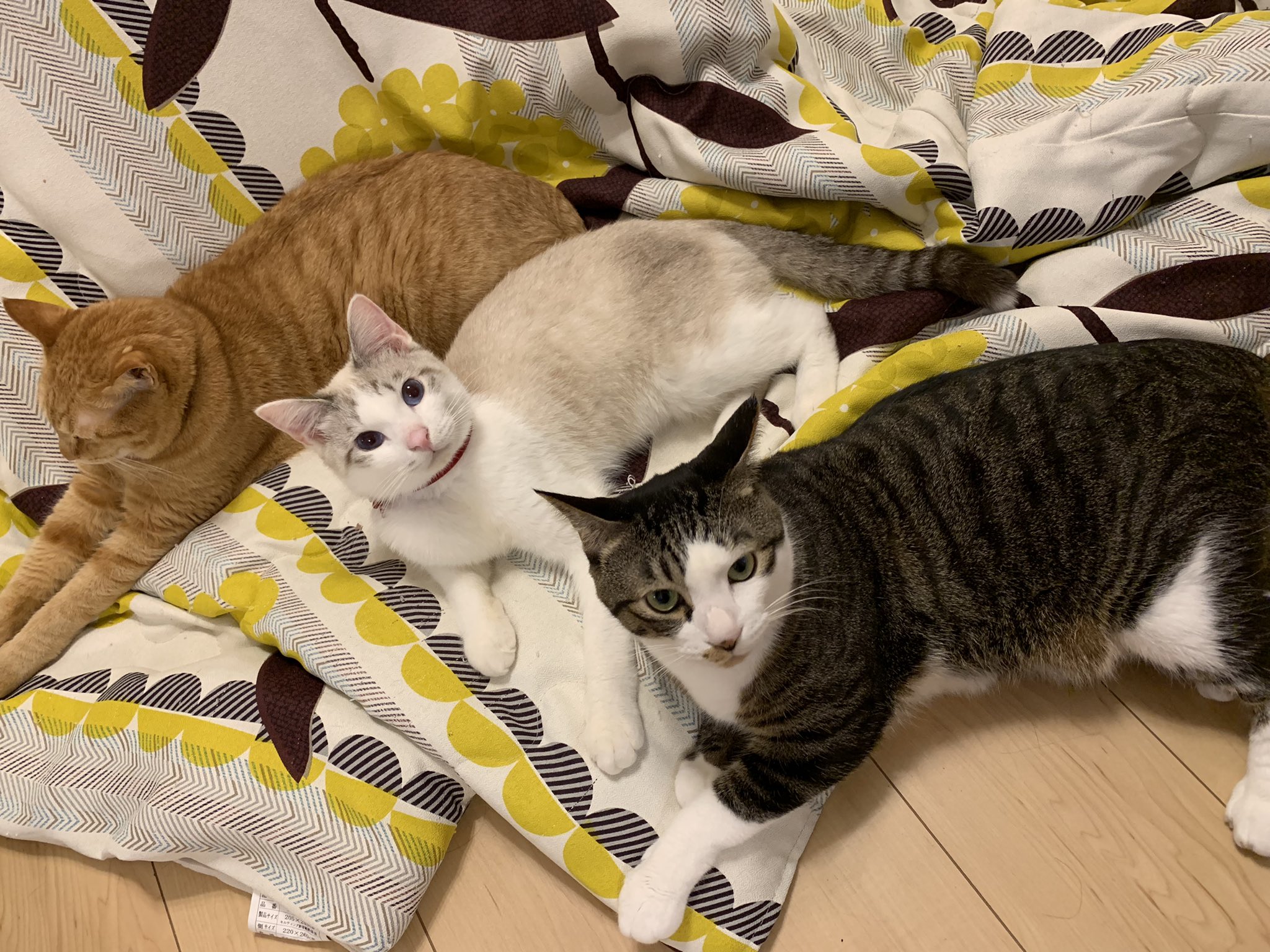 みฅ ﾐ ﻌ ﾐ ฅき はちゅねこ好き こたつ出したら みんな大喜び でも今日は暖かいので 3にゃん上に集合 猫 猫好きさんと繋がりたい こたつ 猫のいる暮らし T Co R7d9qwyxke Twitter