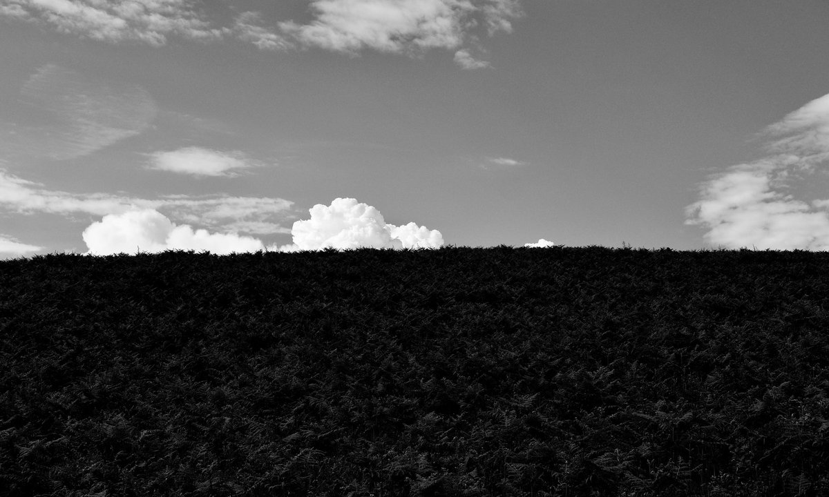 Hill of fern #bnw_captures #landscapephotography #bnwlandscape