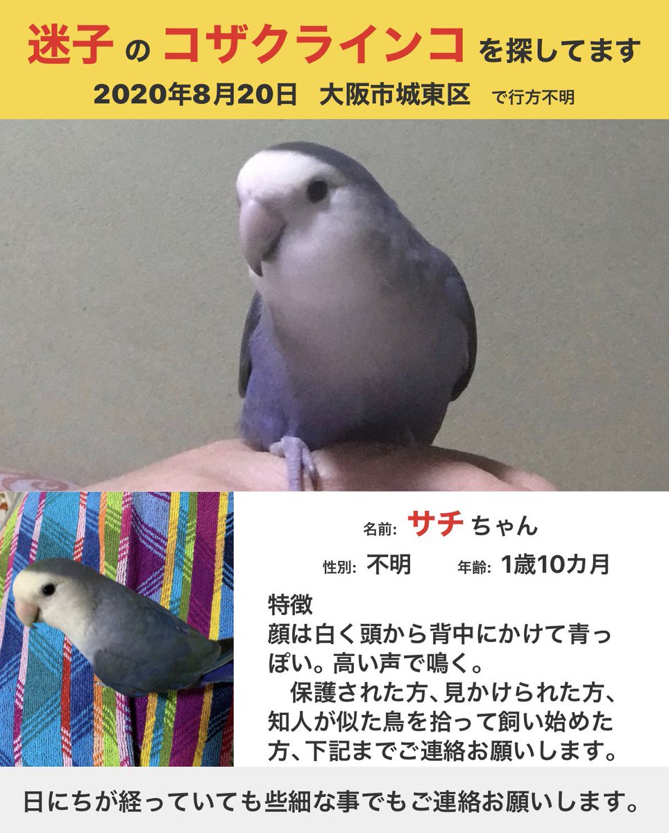 迷子コザクラインコを探しています 大阪市 拡散希望 ペット の コザクラインコ を逃がしてしまい探しています 見かけられた方は 保護 して ご連絡 頂けないでしょうか お願いします インコ インコ迷子 大阪 拡散希望 迷子インコ 城東区 迷子コザクラインコを探しています 大阪市 拡散希望 ペット の コザクラインコ を逃がしてしまい探しています 見かけられた方は 保護 して ご連絡 頂けないでしょうか お願いします インコ インコ迷子 大阪 拡散希望 迷子インコ 城東区