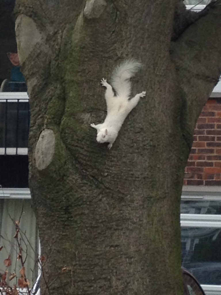 Phil - Warden, ULMC Caseg Fraith Hut🏴󠁧󠁢󠁷󠁬󠁳󠁿 tweet media