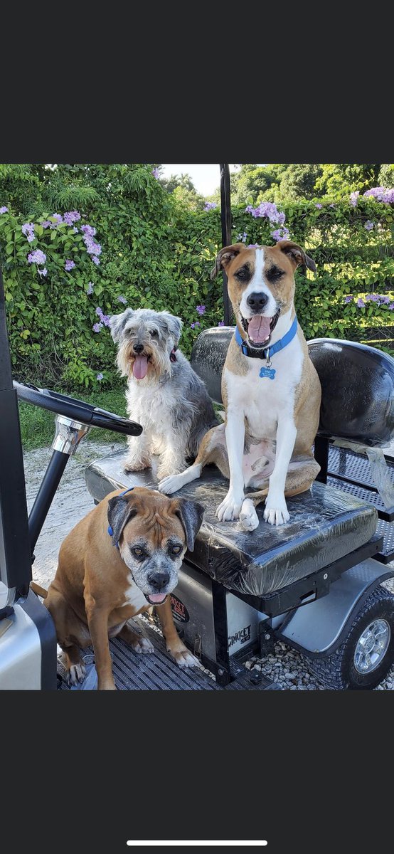 Farm dogs Eros, Freeta &amp; Shelby <a href="/AdamBergNBC6/">Adam Berg</a> #timetowalkfluffy 🥰🐶🐶🐶