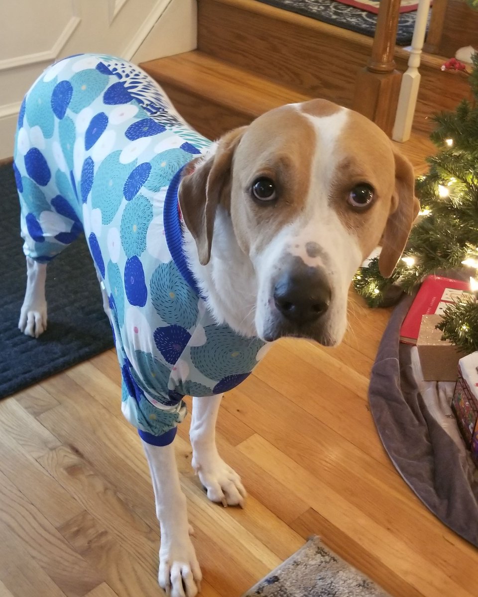 LASgames's tweet photo. Captain Mal, heard it was the holiday season so he whipped out his pajamas and is ready for the festivities!
#browncoats #Firefly #captainmal #holidays #pajamas #holidayseason #festivities #dogsoftwitter #dogs #Christmas #morning #festivus #puppy #doggo #woofer https://t.co/sN1mxowckv