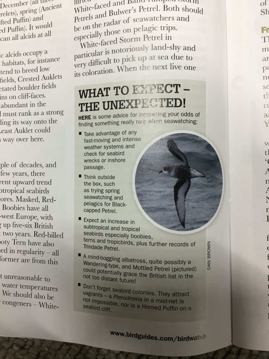 DanBrownNature's tweet photo. After yesterdays flyby Fregatta petrel off Norfolk maybe its's time to pick up a copy of this months Birdwatch magazine which features my 4-page spread on which seabirds to expect and from where! #seabirding #ExpectTheUnexpected https://t.co/jncssBeoeD