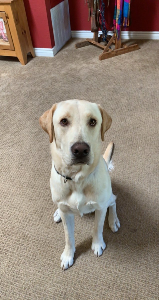 QuietGlitter's tweet photo. Buster passed away and I feel like I need to update my pinned post. this is Chief, our new pupper 🐶💖 https://t.co/OglwcUtzPE
