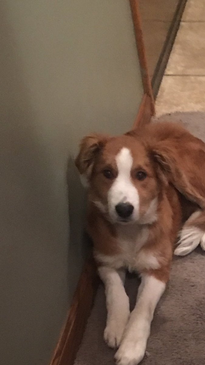 MarlaMuhlenkamp's tweet photo. Update:still missing but has been spotted several times.  Appears to be running the country side/woods in the Buschor road to Burk/StHenry to Fleetfoot area. Spotted at a home getting in their trash.  Son’s friend is going to try to lure him with a shank bone https://t.co/NFzOkGPmau