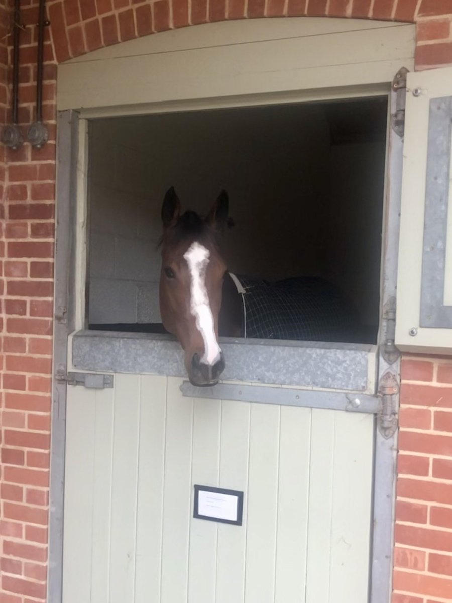 Racehorses arriving for their winter holidays this week.  @ParrRacing @Milnertracing @croftieM7 @georgiecroft @TherealRichieC  #martleyhallstud #martleyhallhorses #5starholiday #happyhorses #Hellome #Enigmatic #Conscious #Princeofbellir