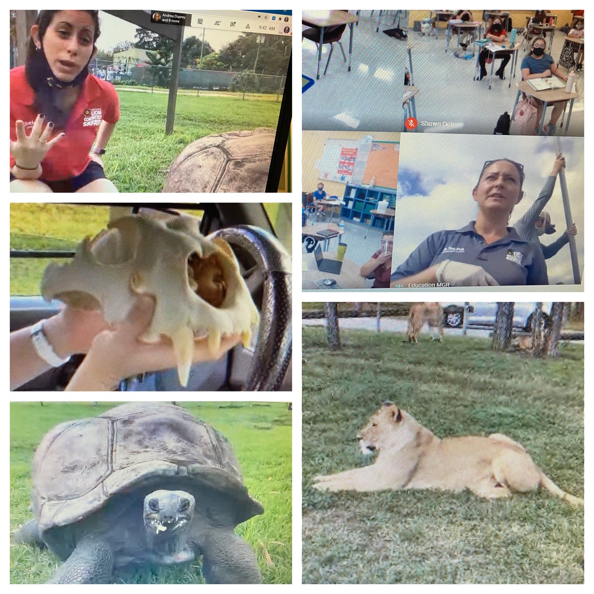 CTESLions's tweet photo. Our Lions are so lucky to have a partnership with @LionCountry!! Each grade level has adopted an animal and our amazing friends at LCS have conducted virtual animal encounters! @PBCSDScience @evacwynar @julemate https://t.co/kLYkcBMAjG